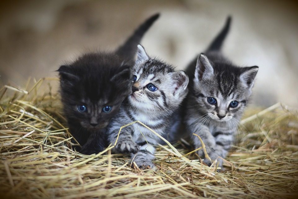 Brucia il gattile comunale: strage di gatti, morti oltre 100