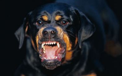 Rottweiler morde un bimbo di 3 anni: il padrone uccide il cane soffocandolo