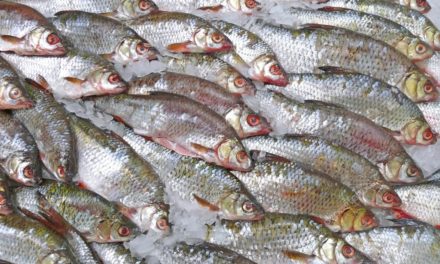 Pesce congelato sequestrato a Pozzuoli: la scoperta della Polizia Municipale