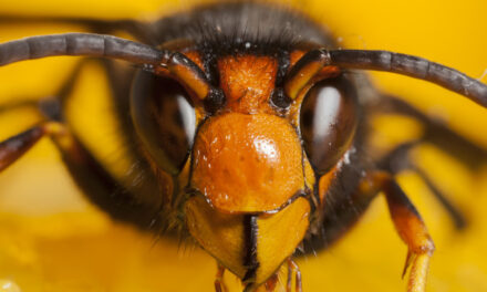Afragola e Casoria invase dalle vespe giganti