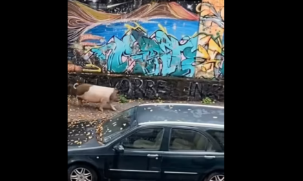 Casoria in lockdown: un maiale per le strade deserte