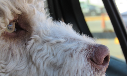 Lascia il cane chiuso per ore in auto: salvato dalla polizia locale a Casandrino