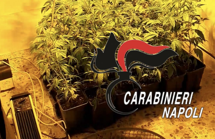 Napoli. Coltivava marijuana in casa, 36enne arrestato dai carabinieri