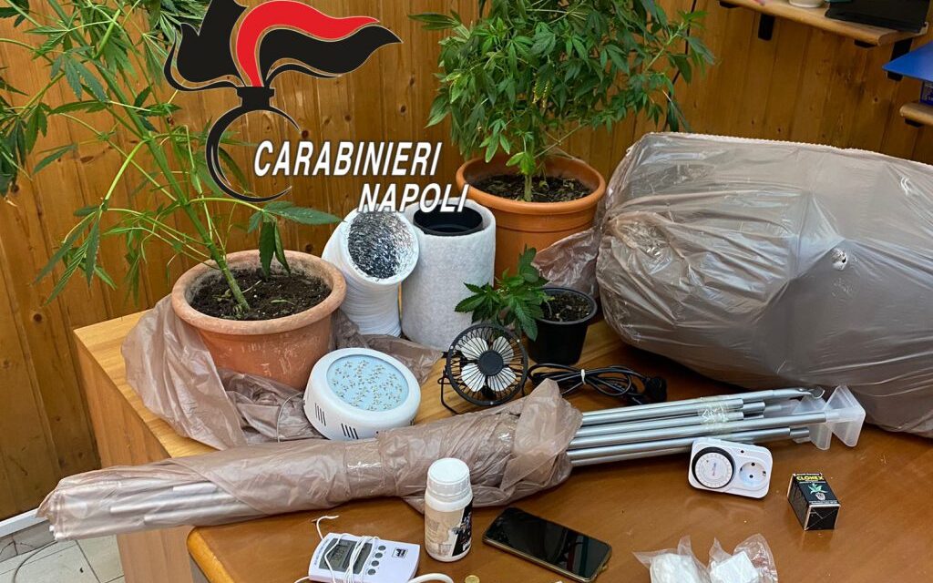 Scoperta una serra artigianale con piante di cannabis in casa: 25enne arrestato dai carabinieri a Qualiano