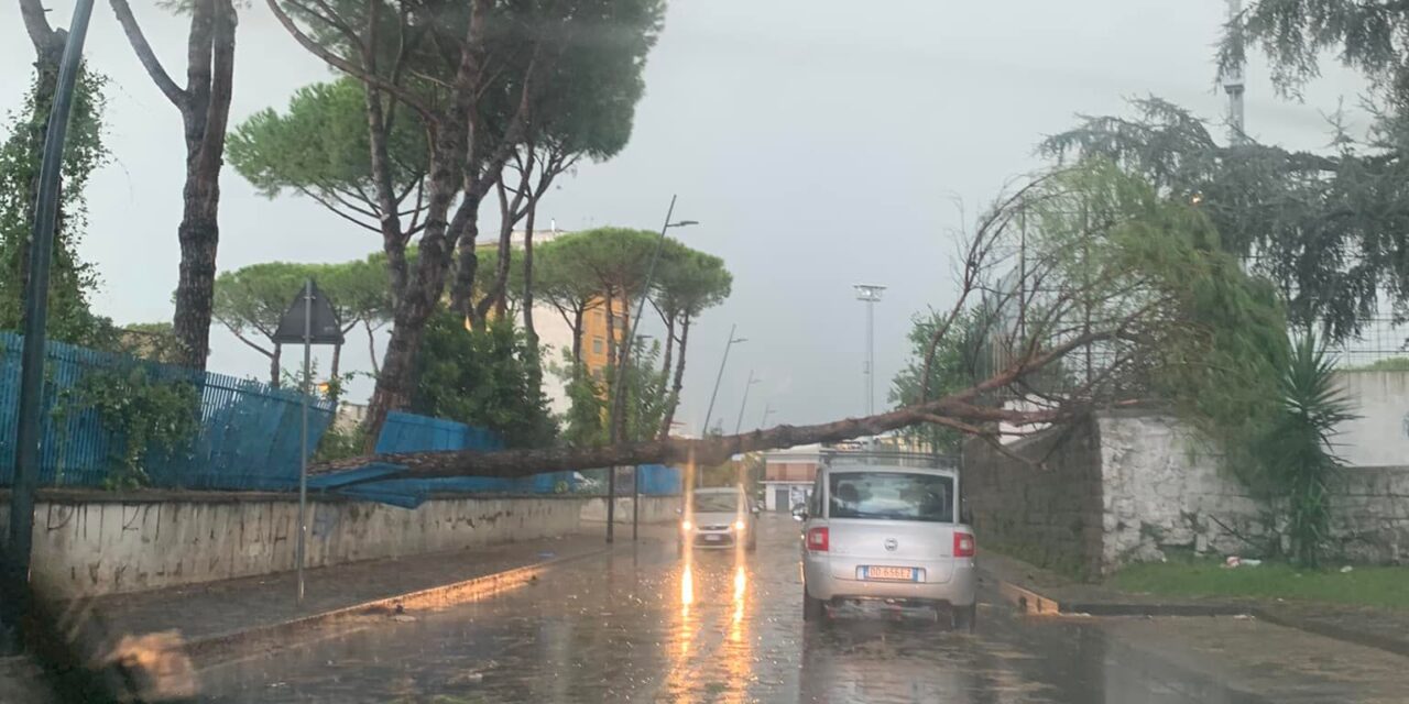 Cardito. Albero cade sulla carreggiata, tragedia sfiorata