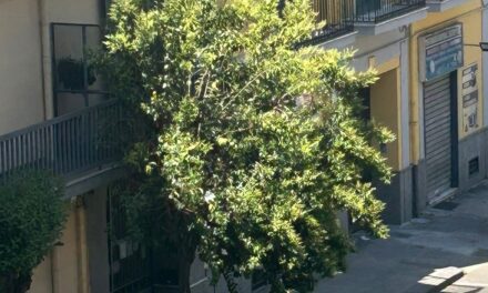 A Casoria crescono le proteste per gli alberi non curati: commercianti costretti a tagliare le piante da soli che invadono i negozi