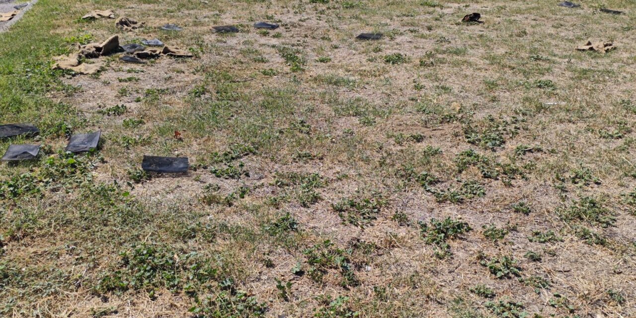 Parco Taglia di Cardito, centinaia di alberelli piantati e poi lasciati morire. La denuncia del comitato Alberibelli